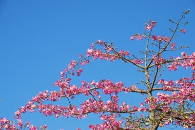 00BlueSkyblossoms Pink blossoms look postcard perfect against this blue Spring sky. Credit: Artur84, FreeDigitalPhotos.net